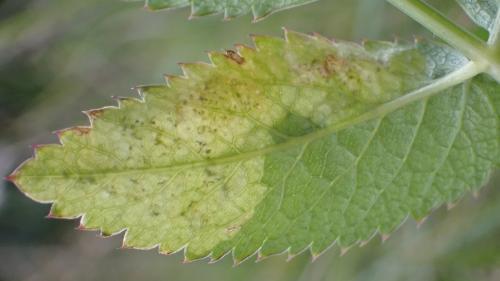 Phytomyza angelicae
